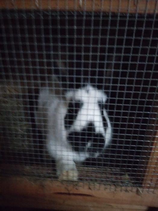 Królik Srokacz Niemiecki