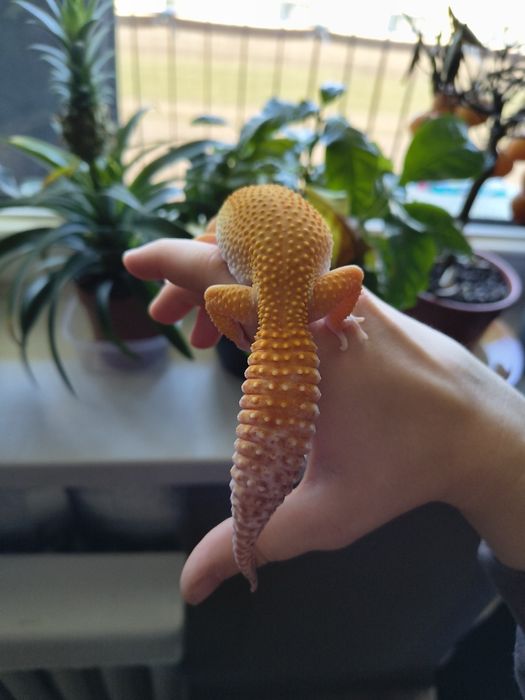 Gekon lamparci z terrarium