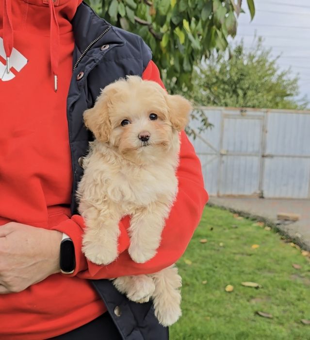 Неймовірні дівчатка. Мальтіпу Ф1.