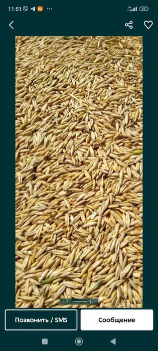 Продам Овес 2024