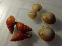 Караколусы Альбино и лимиколярия оранж