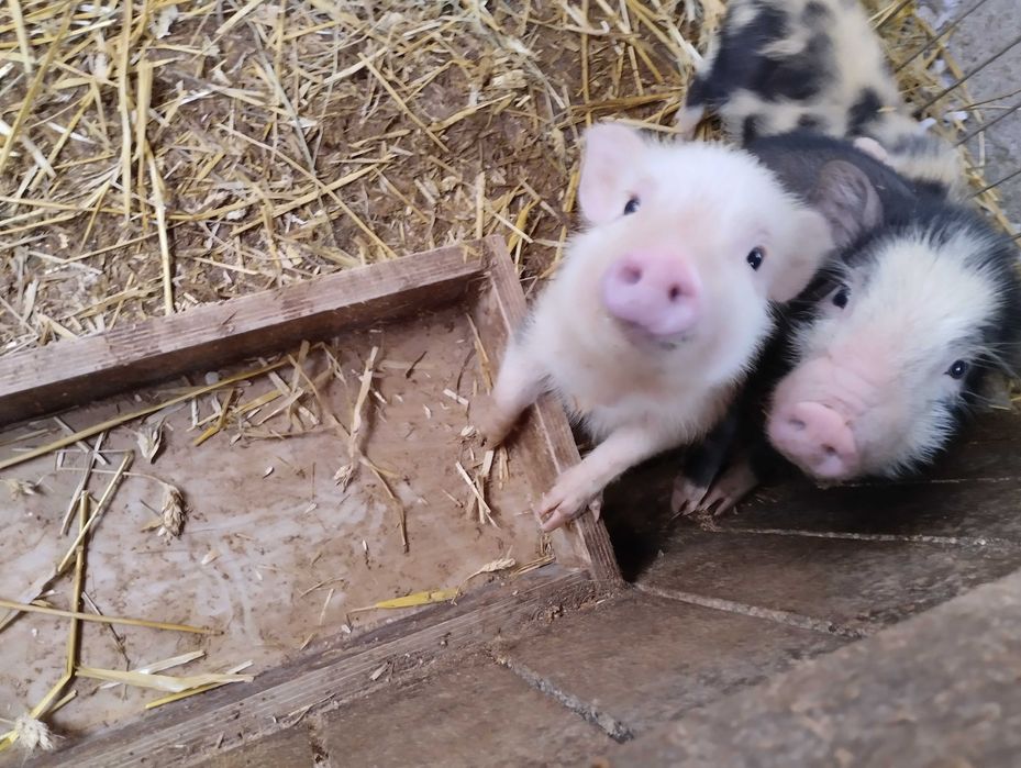 Świńki wietnamskie