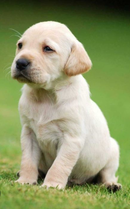 Labrador Retriever "BEJES"