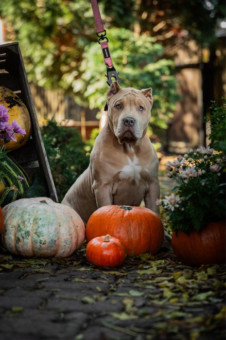 Samiec American Bully XL Lilac Merle reprezentant Bullies Minds