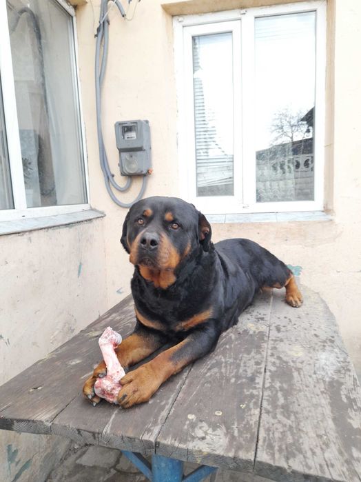 Вязка ротвейлер 4 года адеква ний