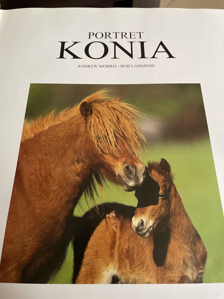 Portret konia - Andrew Morris i Bob Langrish