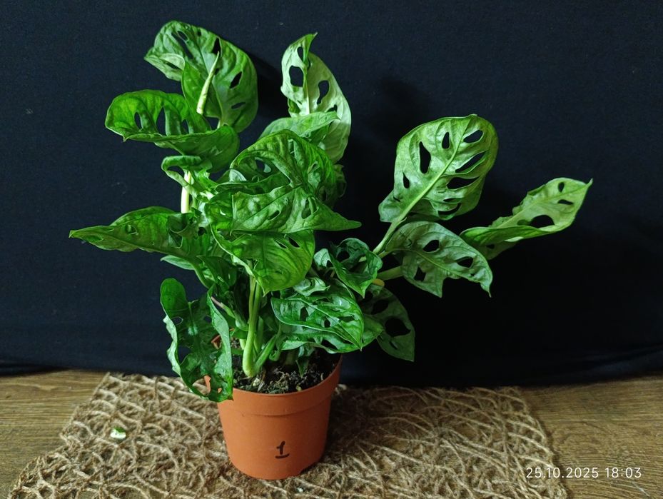 Monstera adansonii