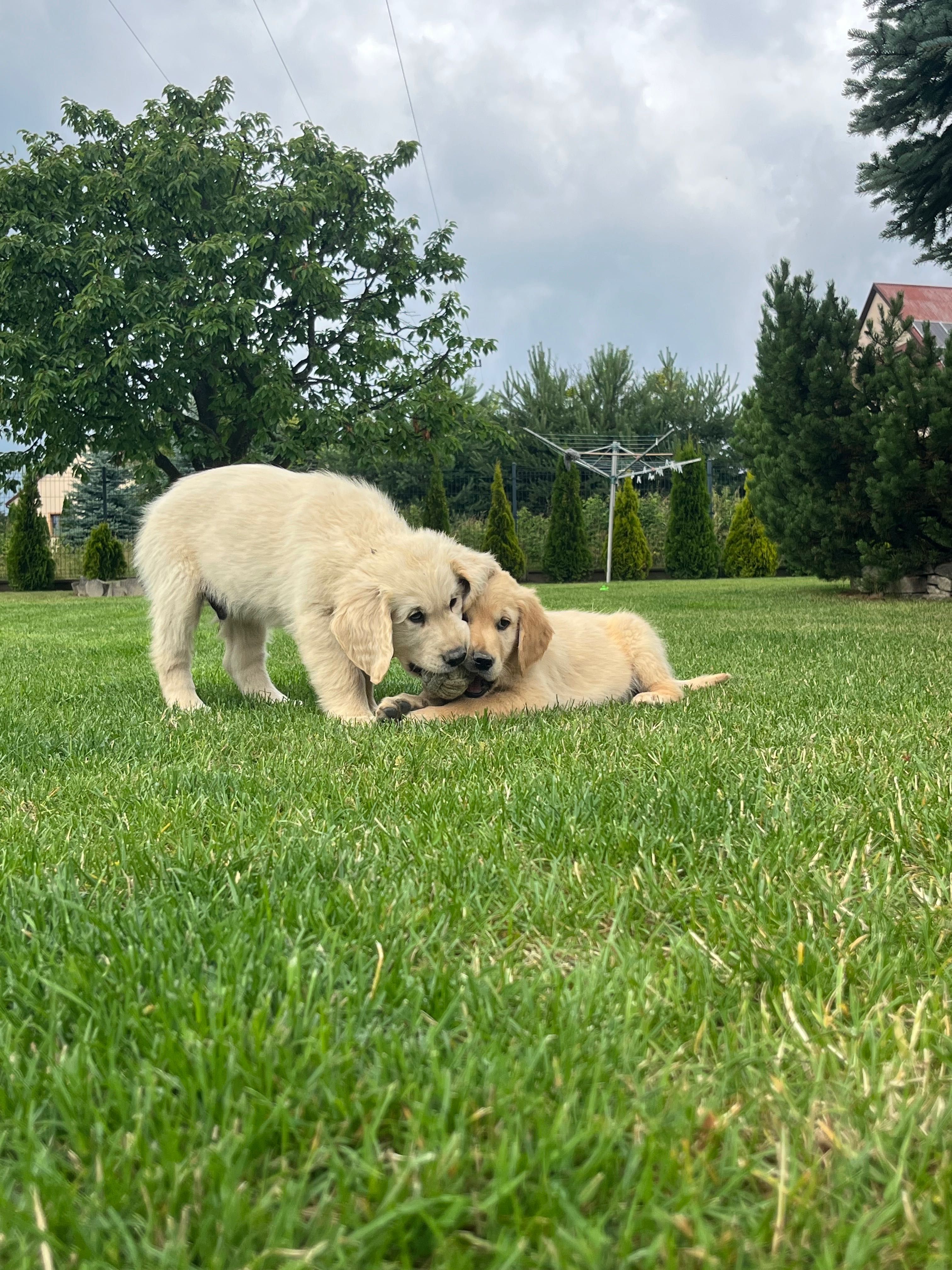 Golden retriever piesek
