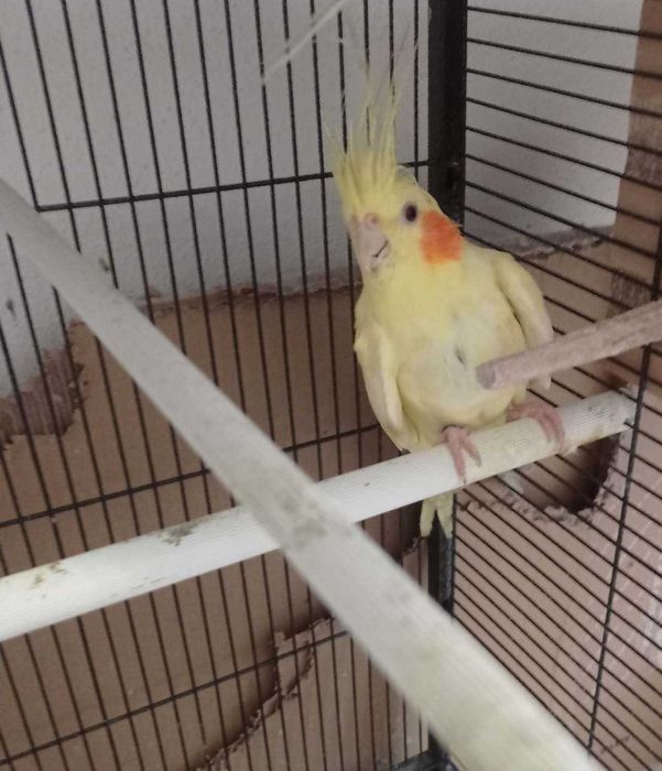 Caturra Fêmea Lutina