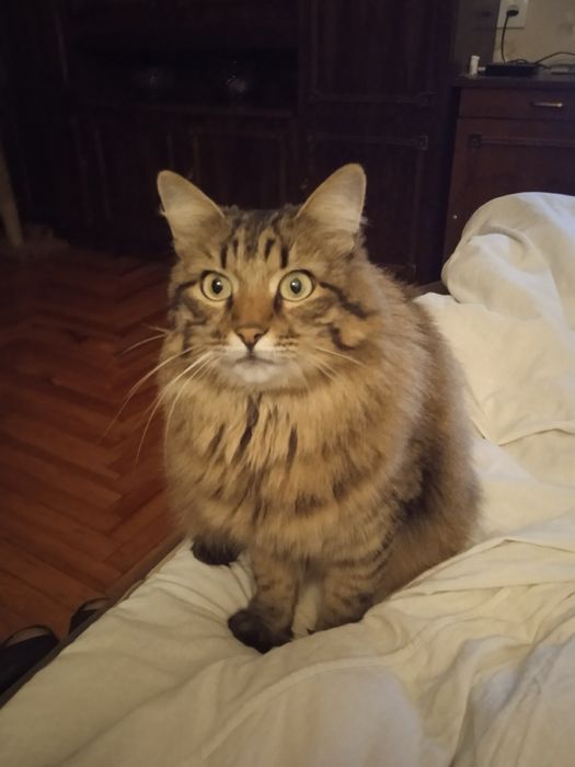 Віддам кішечку в дуже хороші руки (з доплатою)