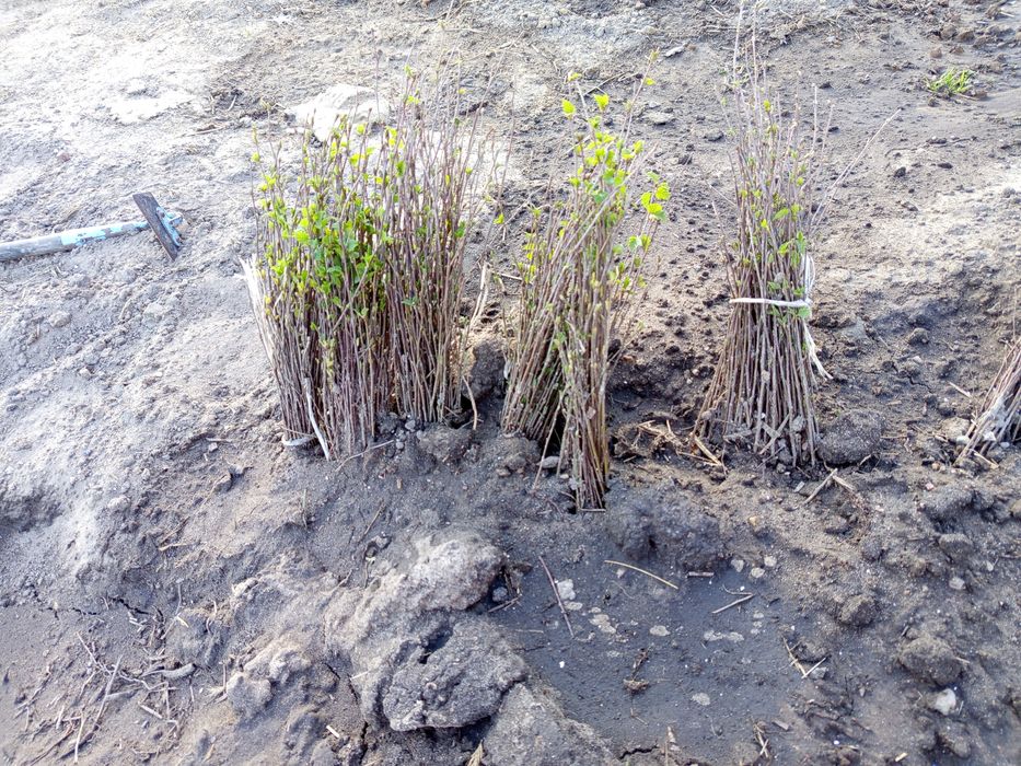 Sadzonka brzozy 35cm 0.50 gr szt