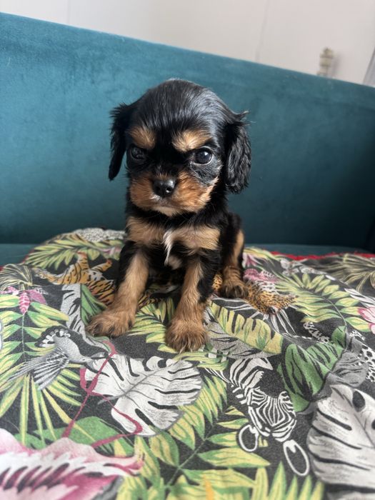 Cavailer king charles suczka do odbioru