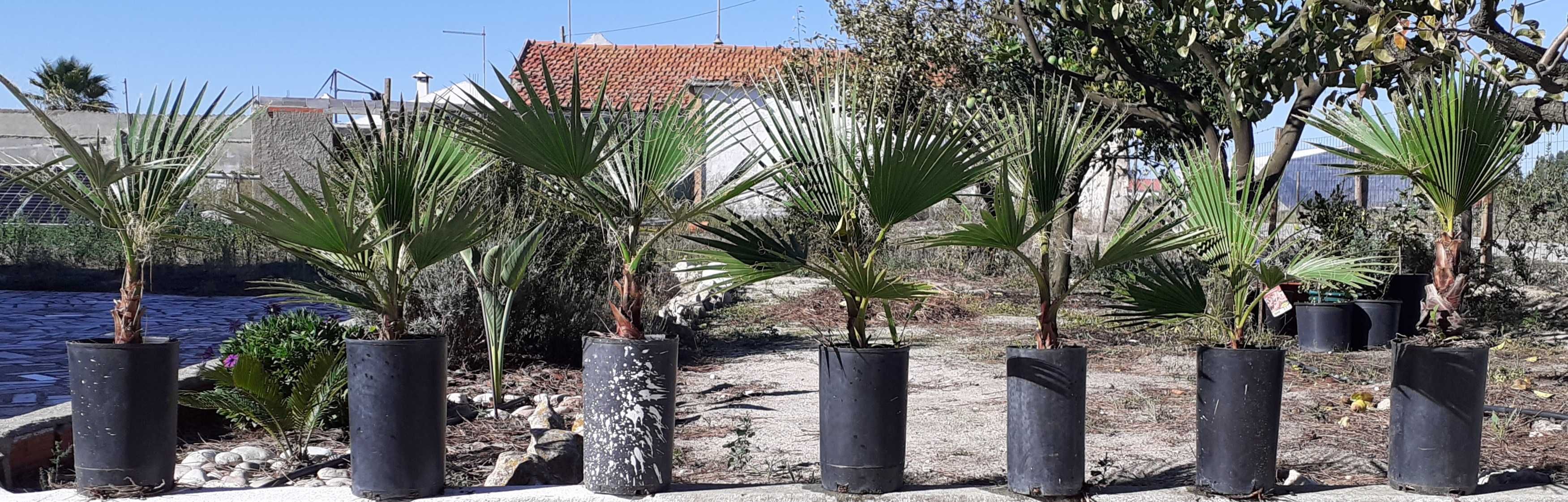 Washingtonia Robusta, entregas zona de Setúbal, cada unidade 7,5 euros