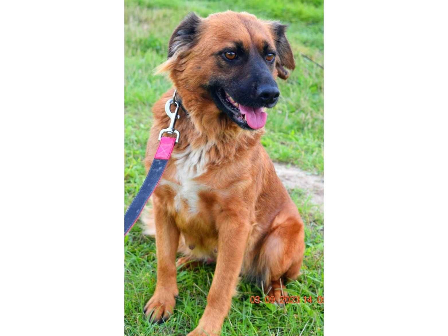 Alma-ŁAGODNA, wesoła, średnia (20kg)