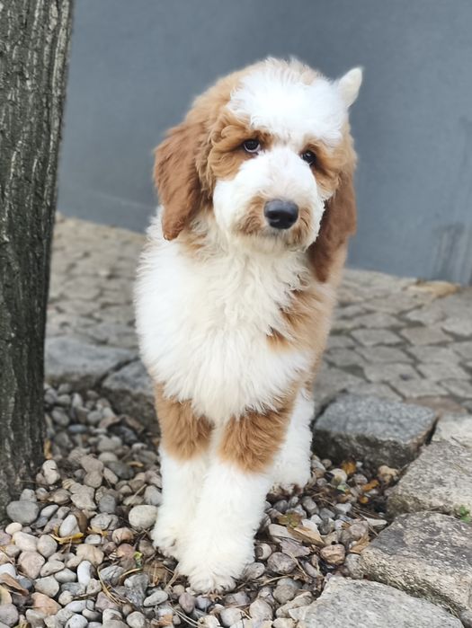 Piesek Pudel Standard Giant -królewski do odbioru