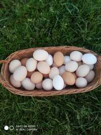 Świeżość z wolnego wybiegu Naturalne jajka wiejskie