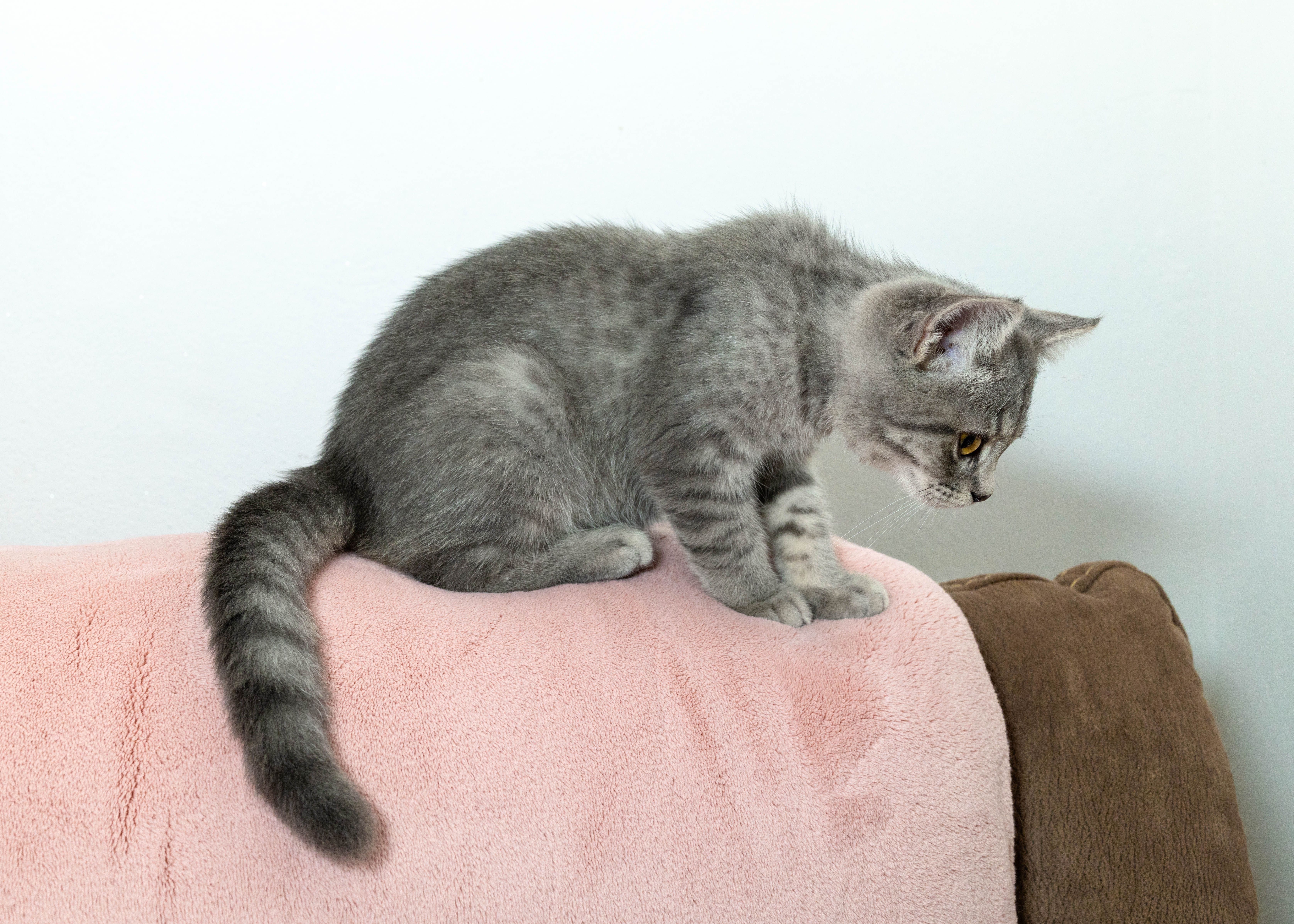 Gatinho Scottish Straight Blue Tabby