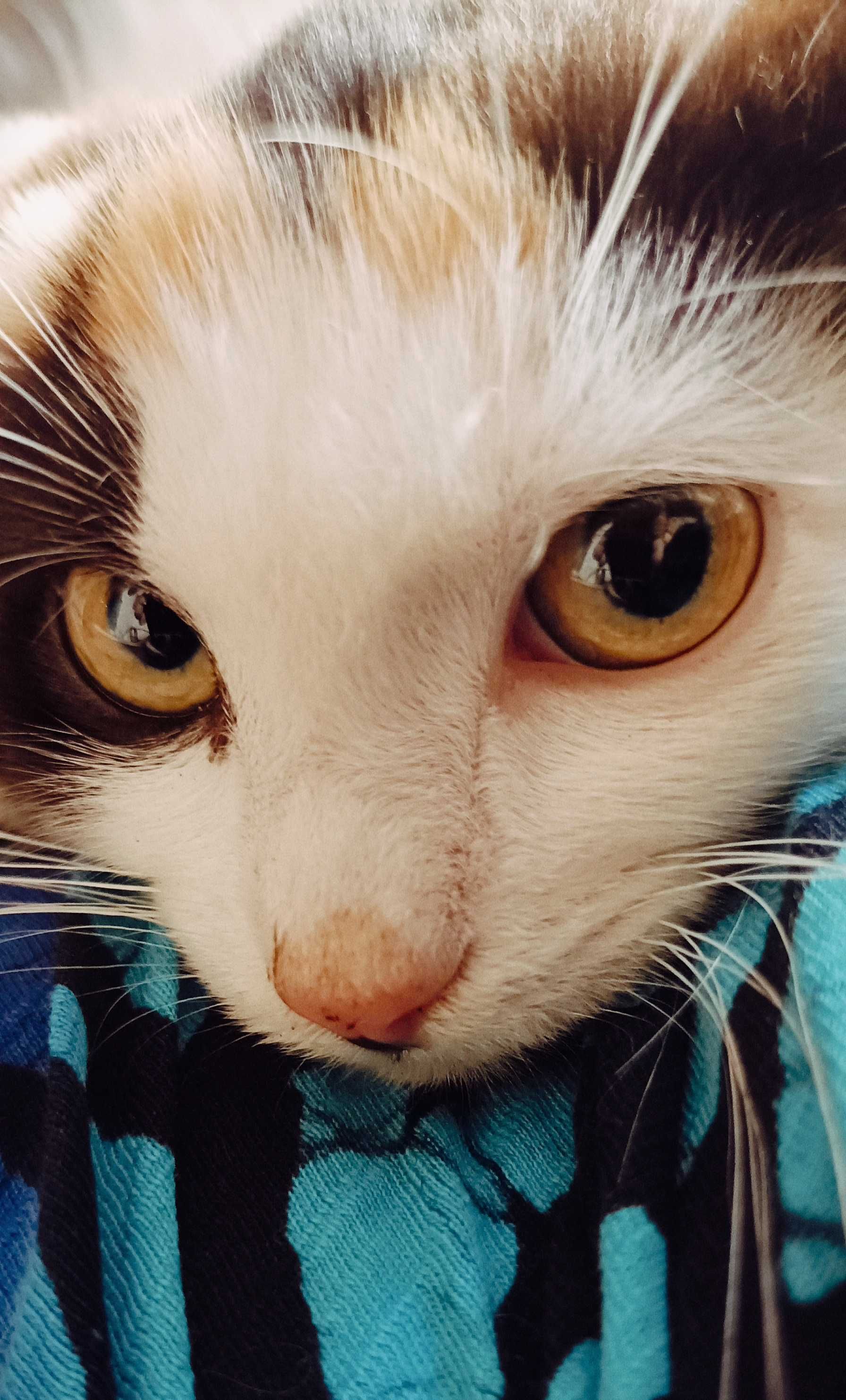 Чудові кошенята для щастя
