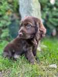 Cocker spaniel angielski Piesek Rodowód