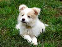 Border Collie suczka , eeRed ZKwP / FCI