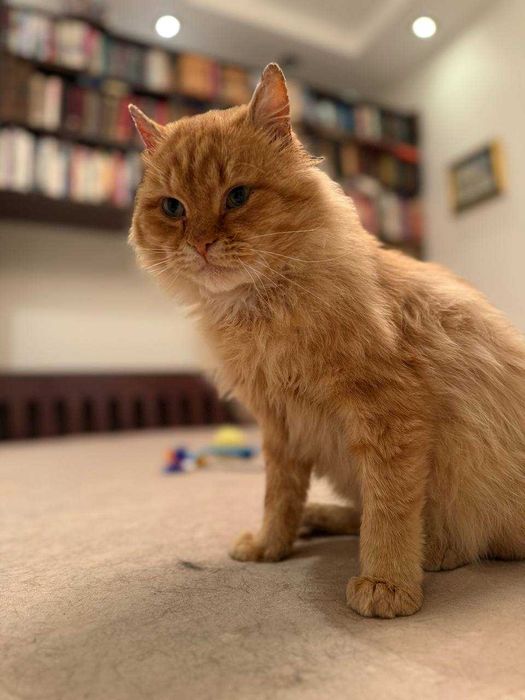 лагідний ,шикарний кіт , муркотун і пестун