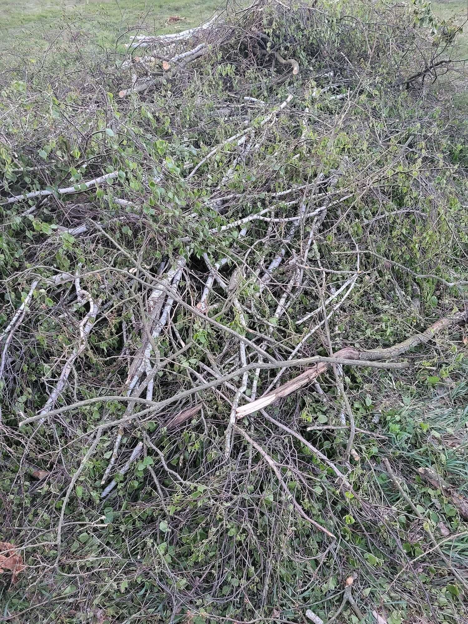 Oddam gałęzie gałęziówkę drzew brzoza, biomasa
