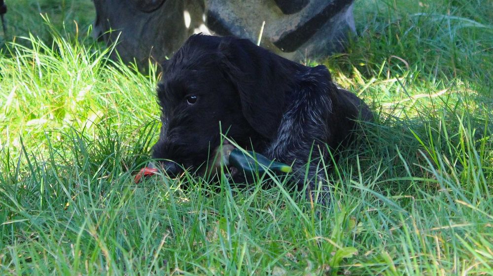 Wyżeł niemiecki szorstkowłosy / czarny deresz