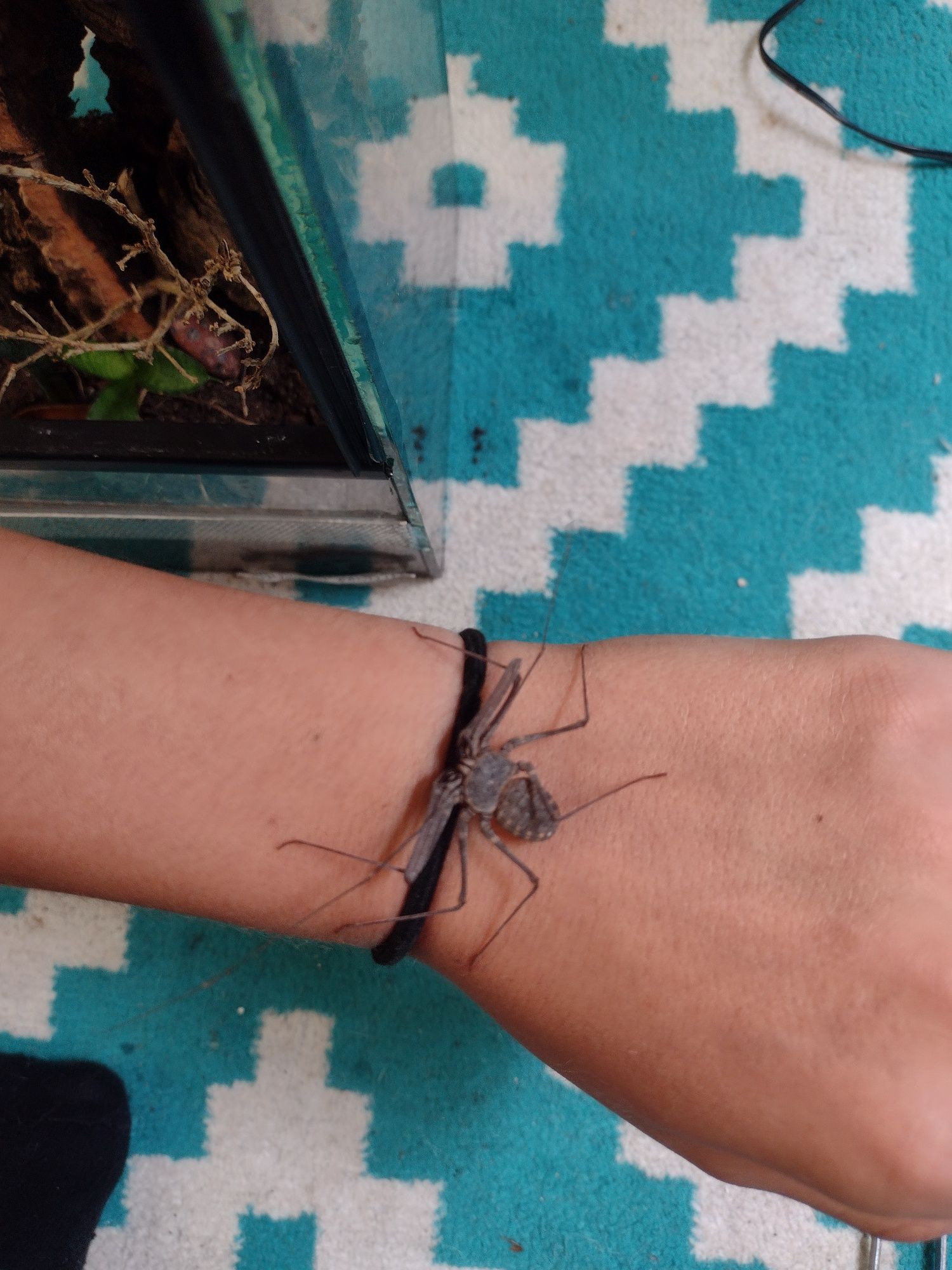 Euphrynichus bacillifer amblypyga/tępoodwłowowiec z terrarium