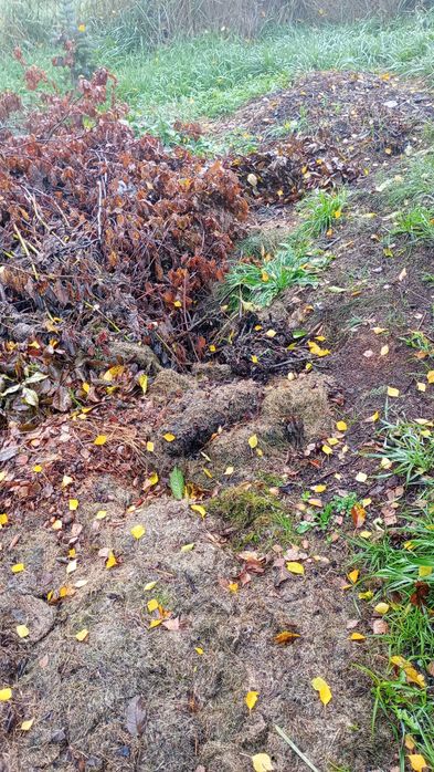 Oddam za darmo skoszoną trawę , liście , na kompost