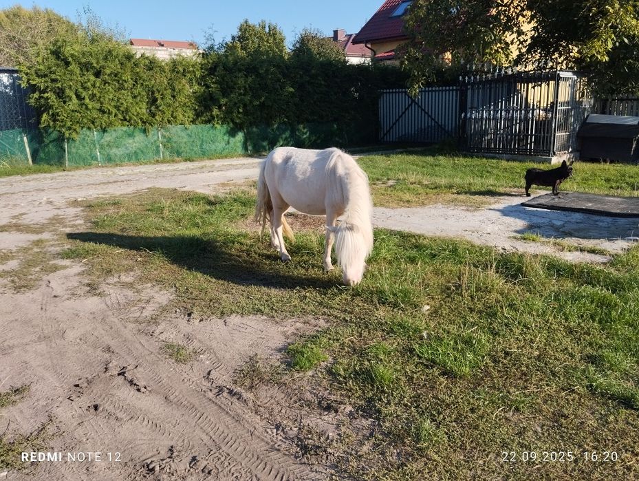 Piękna Klacz Kuc