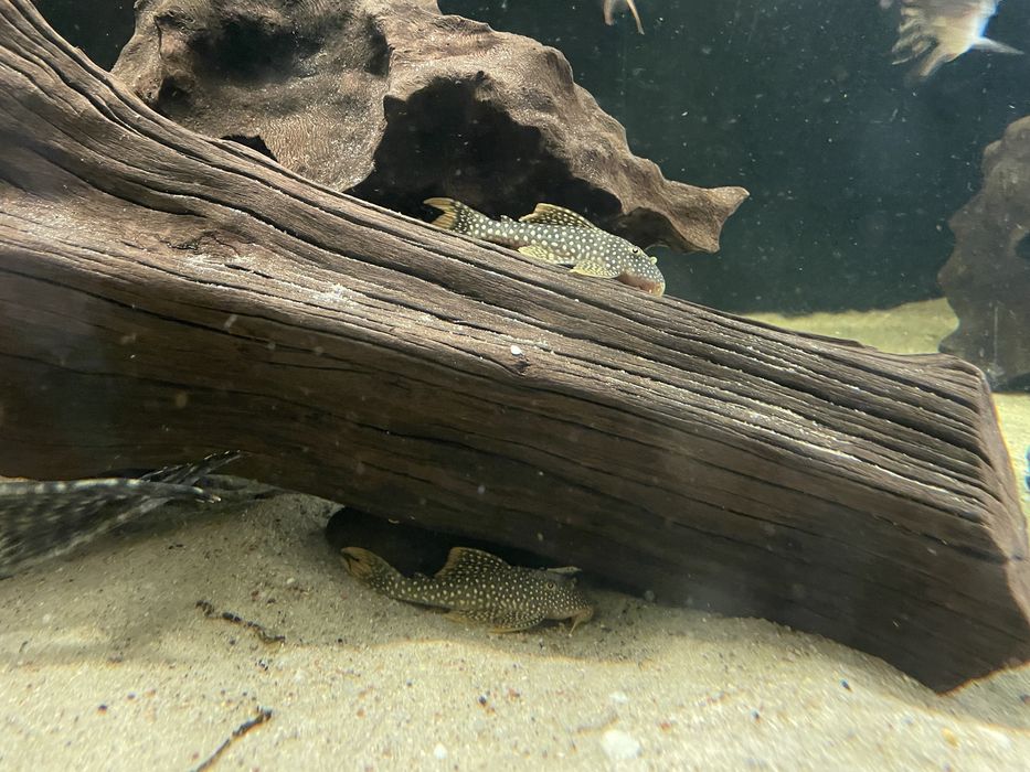 L014 zbrojnik sunshine pleco l14 15cm