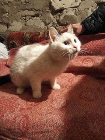 Белый котик в добрые руки)