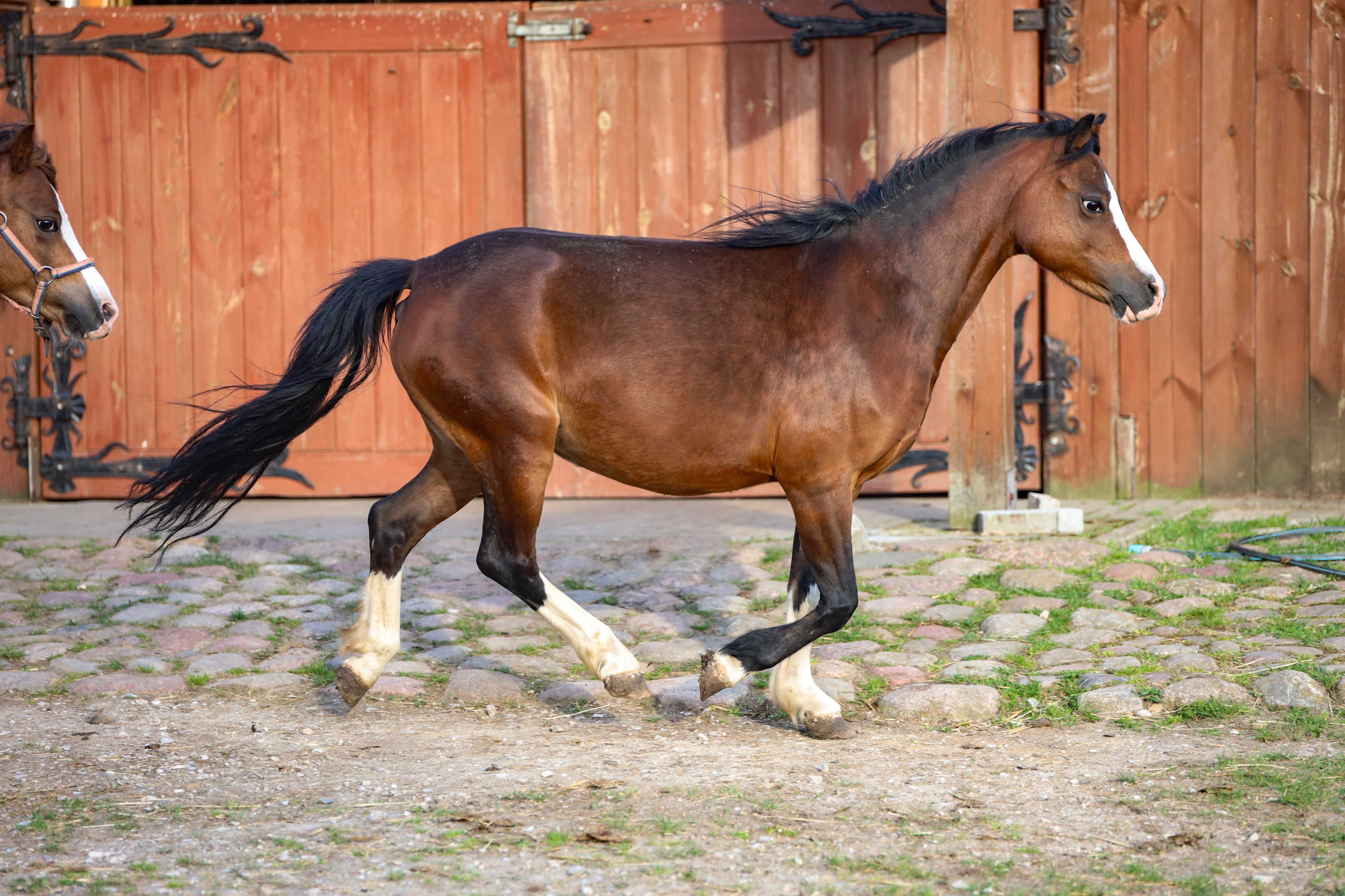 Klacz źrebna welsh pony