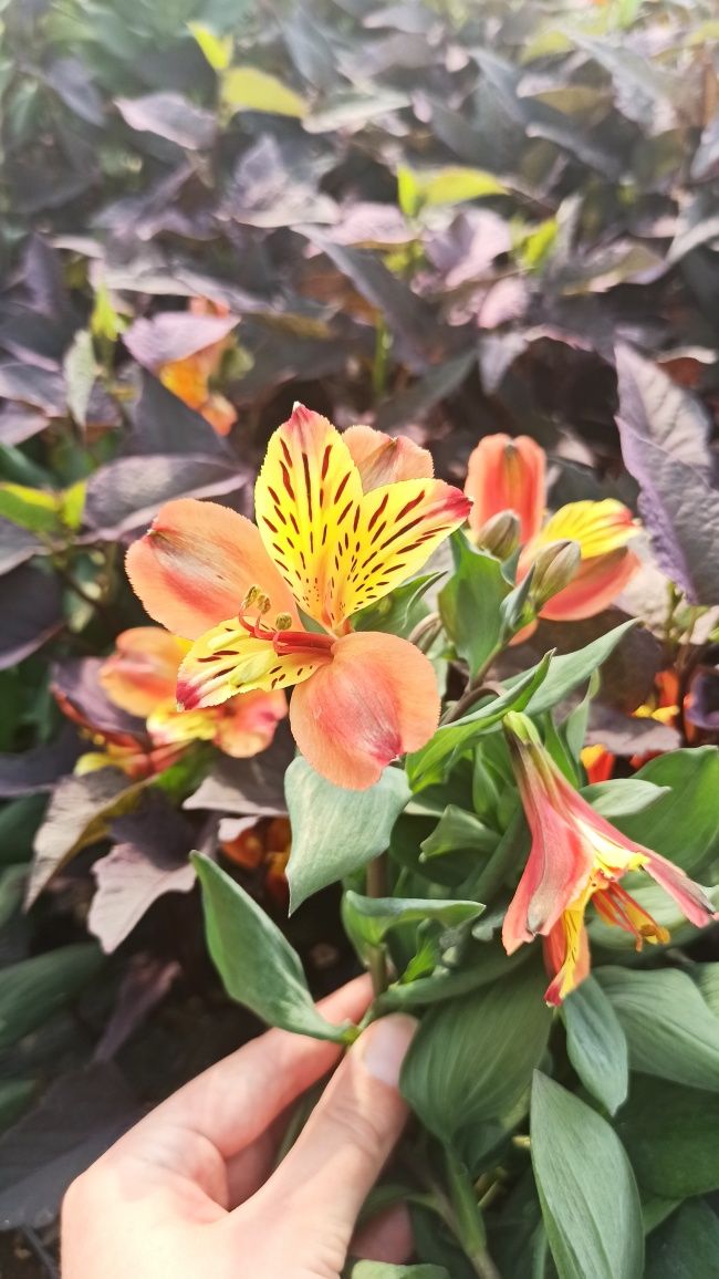 truskawki zwisajace mięta zioła kwiaty sezonowe byliny