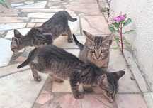 Gatinhos Meigos p/ Adoção