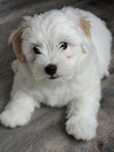Szczeniak (FCI) Coton de Tulear - chłopiec, włos