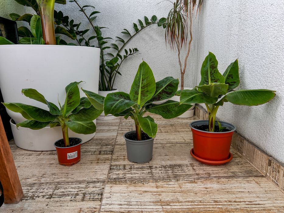 Банан “Тропікана” (Tropicana)