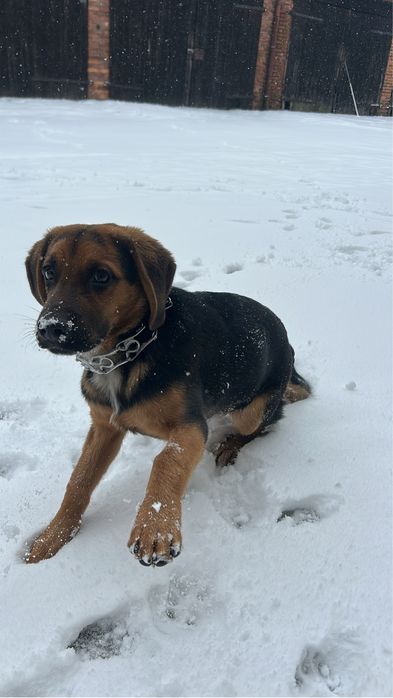 Oddam za darmo pieska Beagle mieszaniec