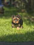 Yorkshire terrier