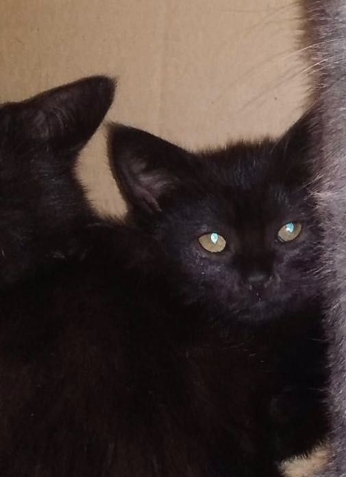 Котята отдам котенок мальчик
