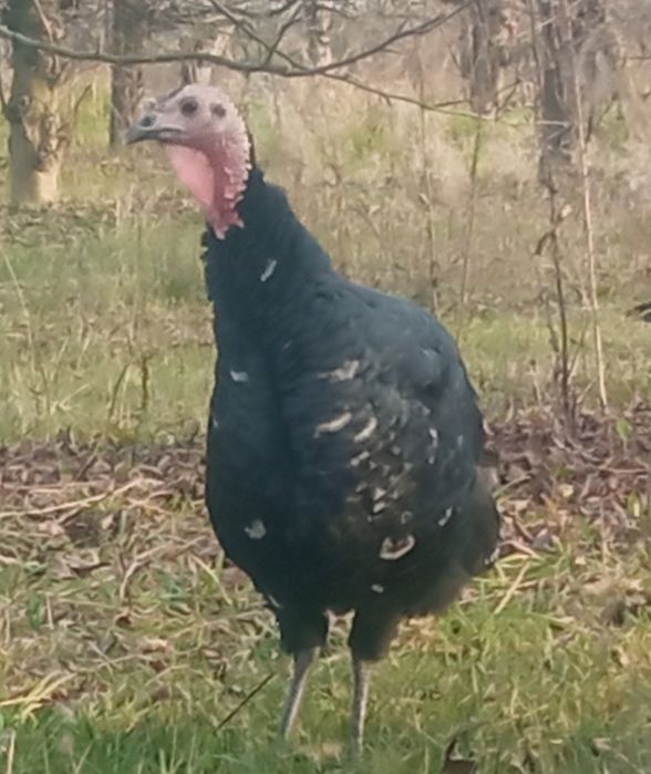 Sprzedam indyki z maja