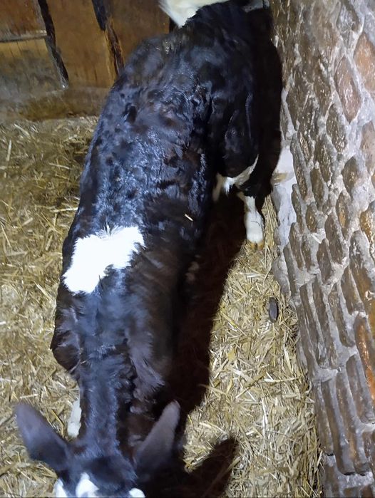 Jałoszka czarno biała