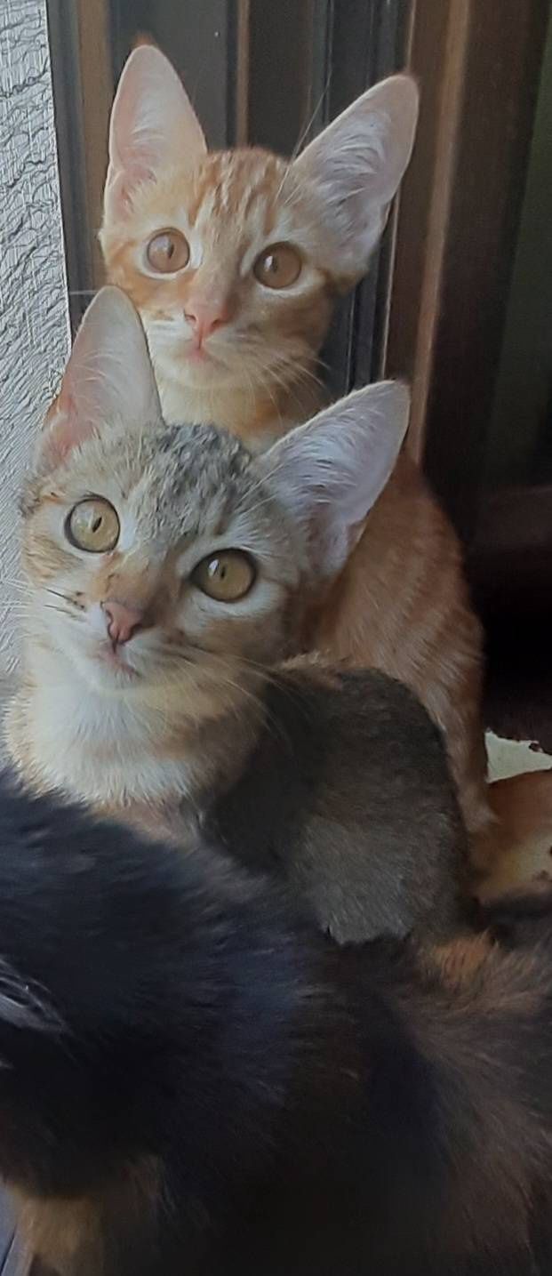 Котята, коты и кошки бесплатно