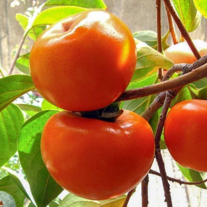 Привита хурма / Саженцы привитой хурмы. (Высота 150-200 см)