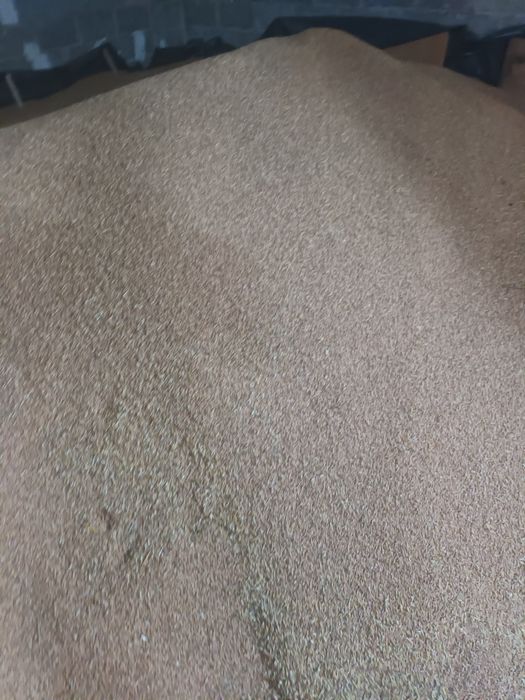 Przenica jara - na sprzedaż