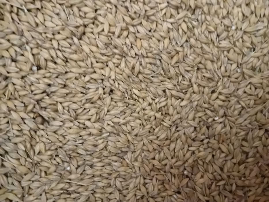 Sprzedam jęczmień 2024 Jęczmień ozimy