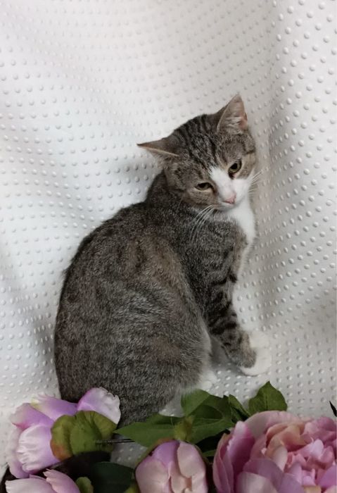 Uroczy Kocurek Tobi szuka domku