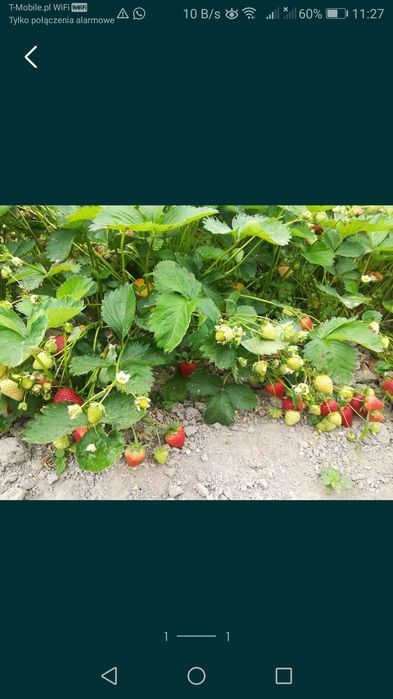 Różne odmiany sadzonek truskawki