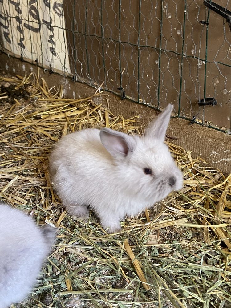 Coelhos anoes com 1 mês