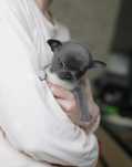 Chihuahua Mini dziewczynka FCI